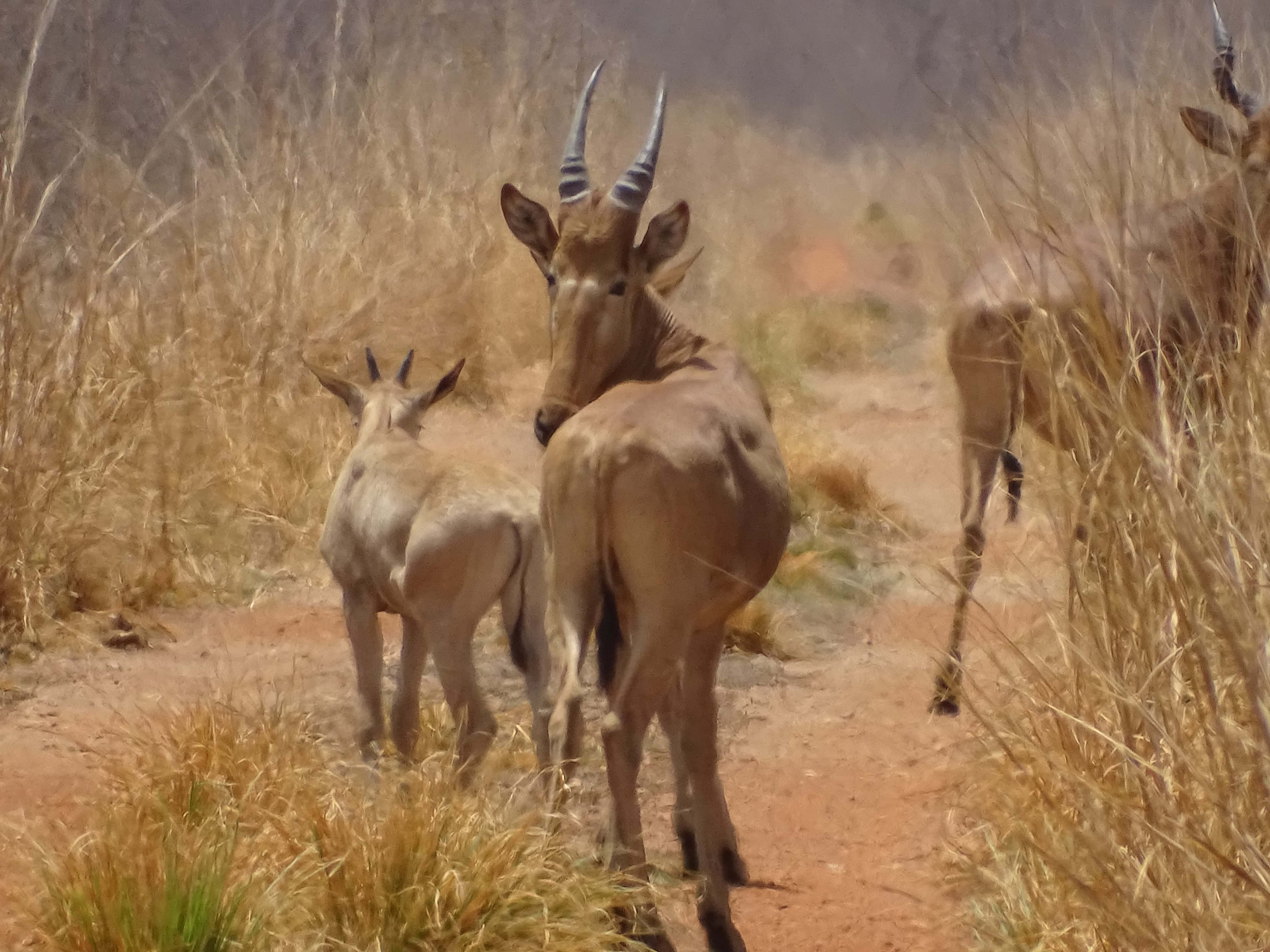 Pendjari National Park