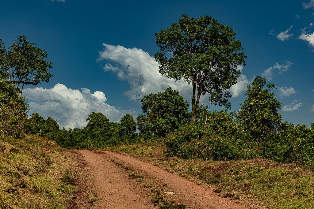 Nyeri