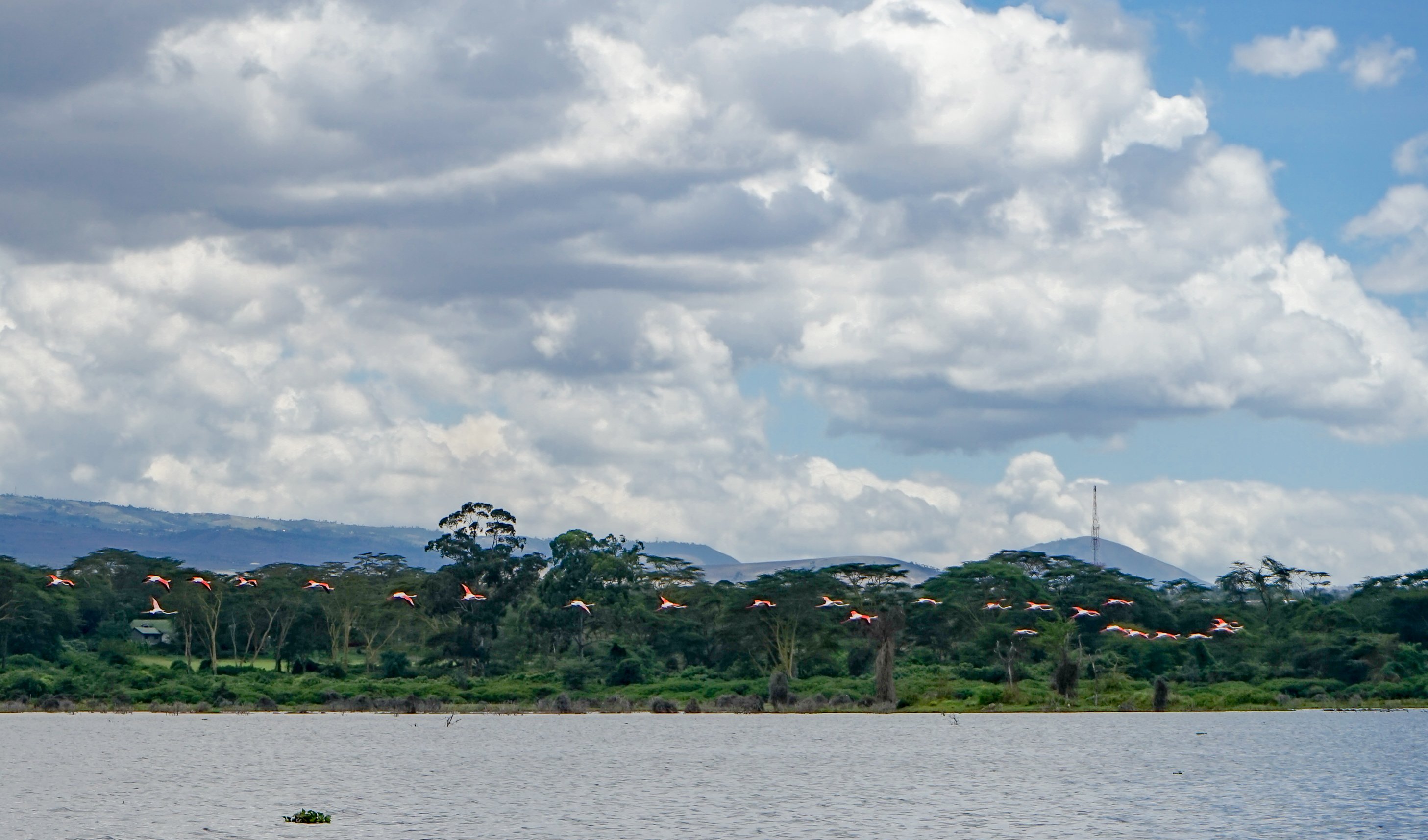 Lake Naivasha