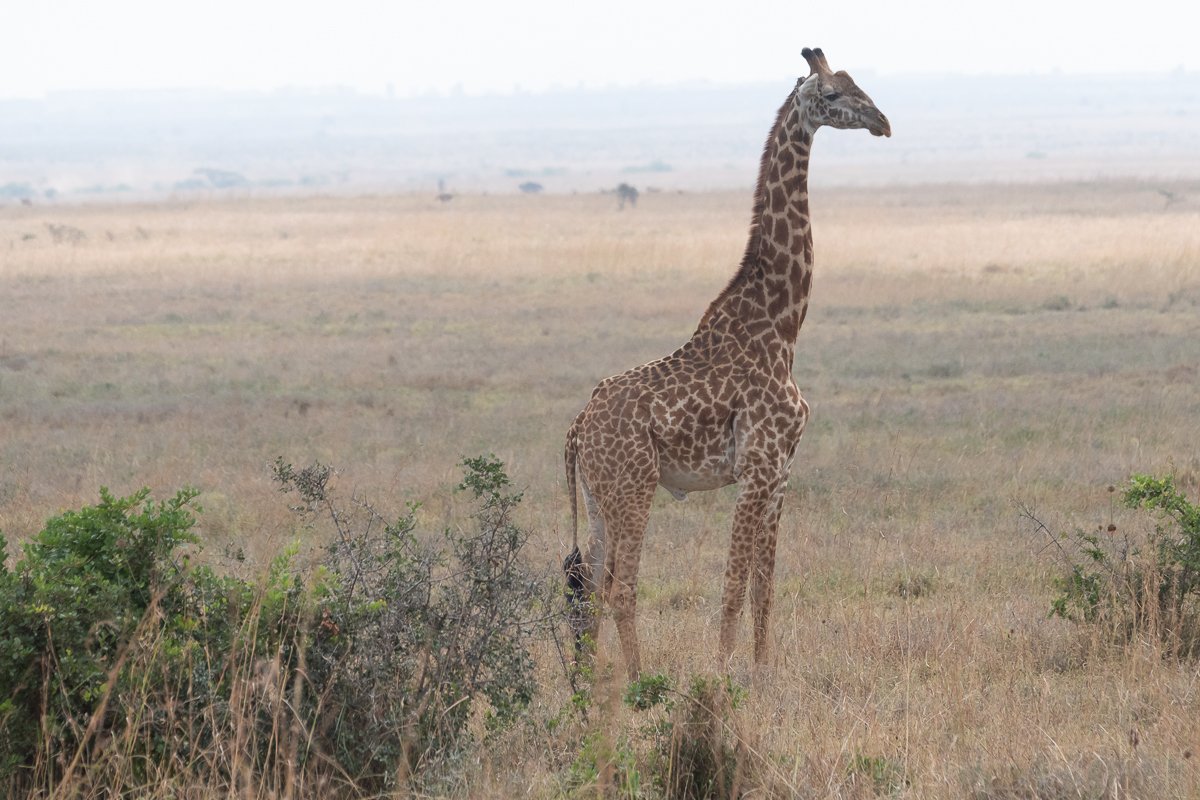 Nairobi National Park