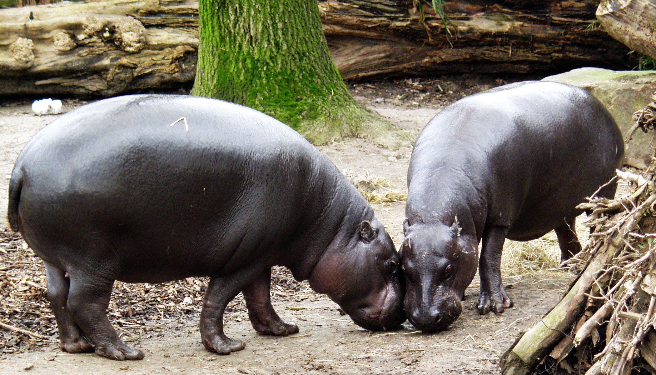 Sapo National Park