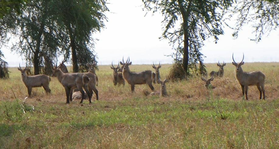 Gorongosa National Park