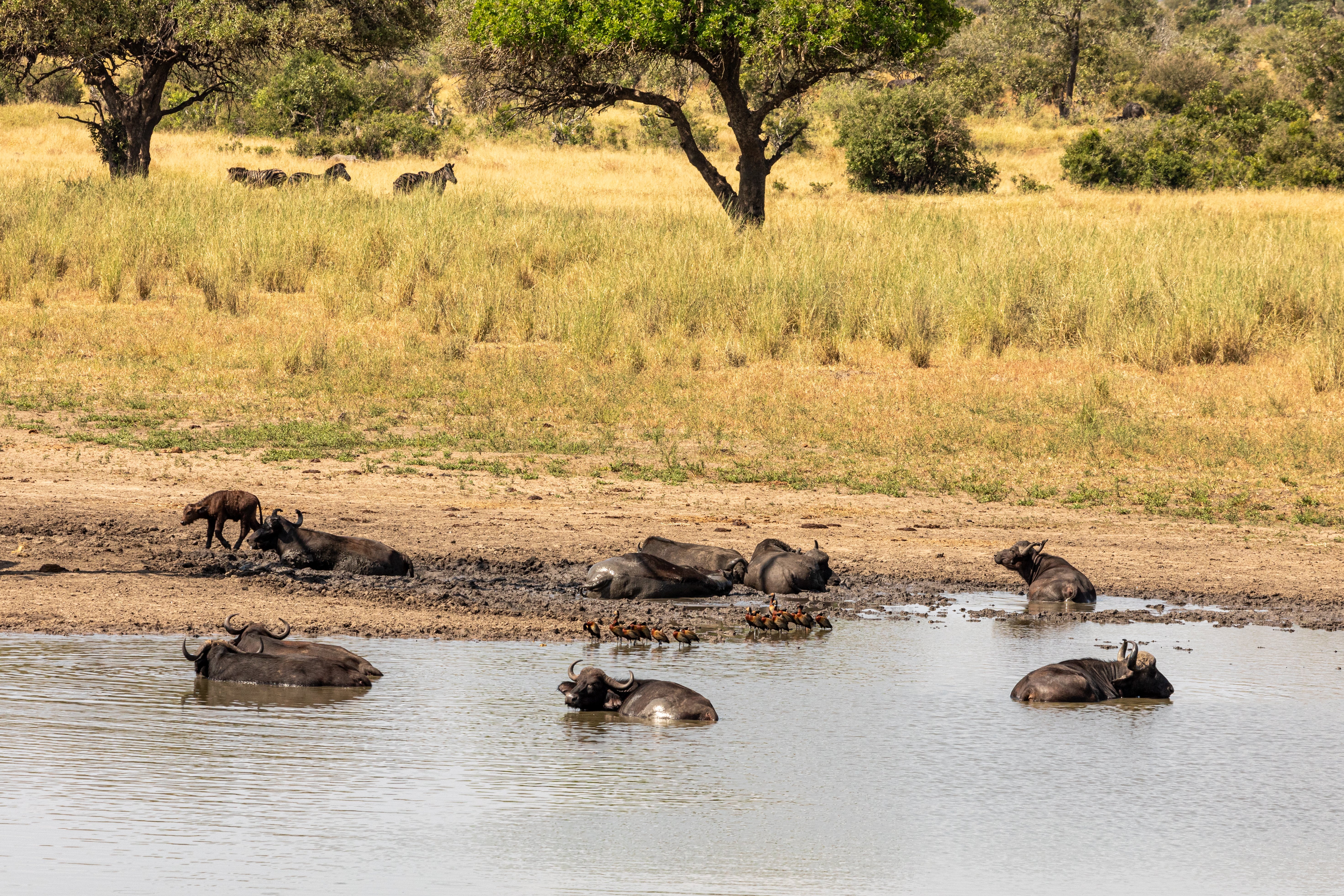 Kruger National Park