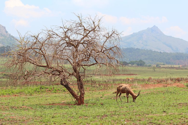 Eswatini (Swaziland)