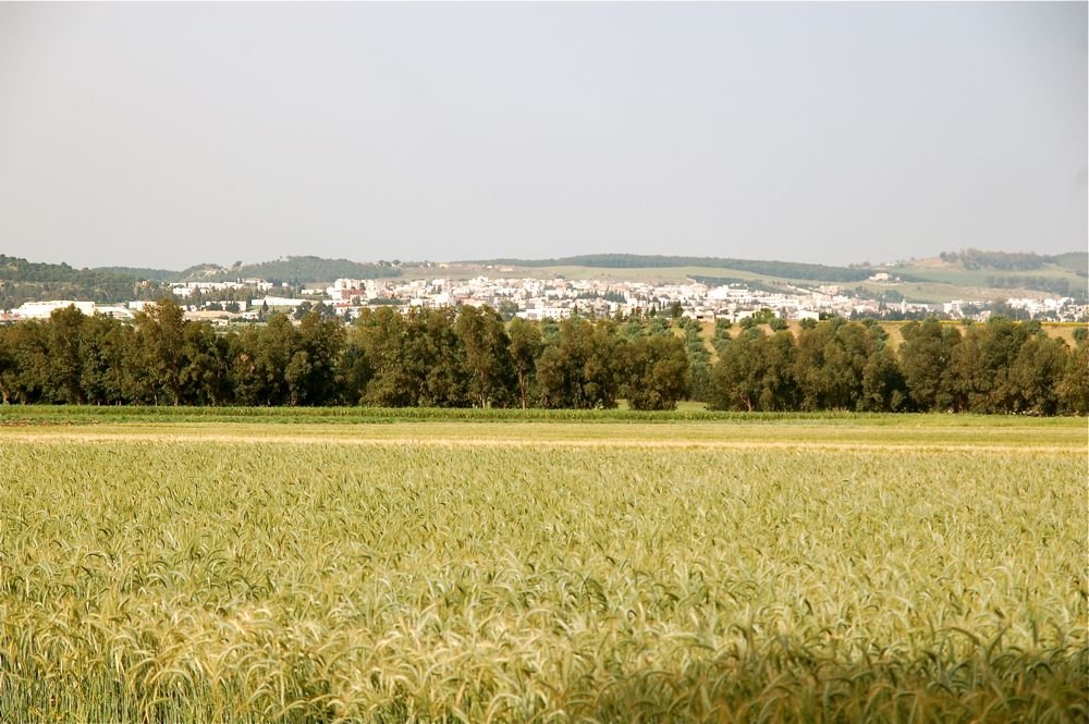 Béja