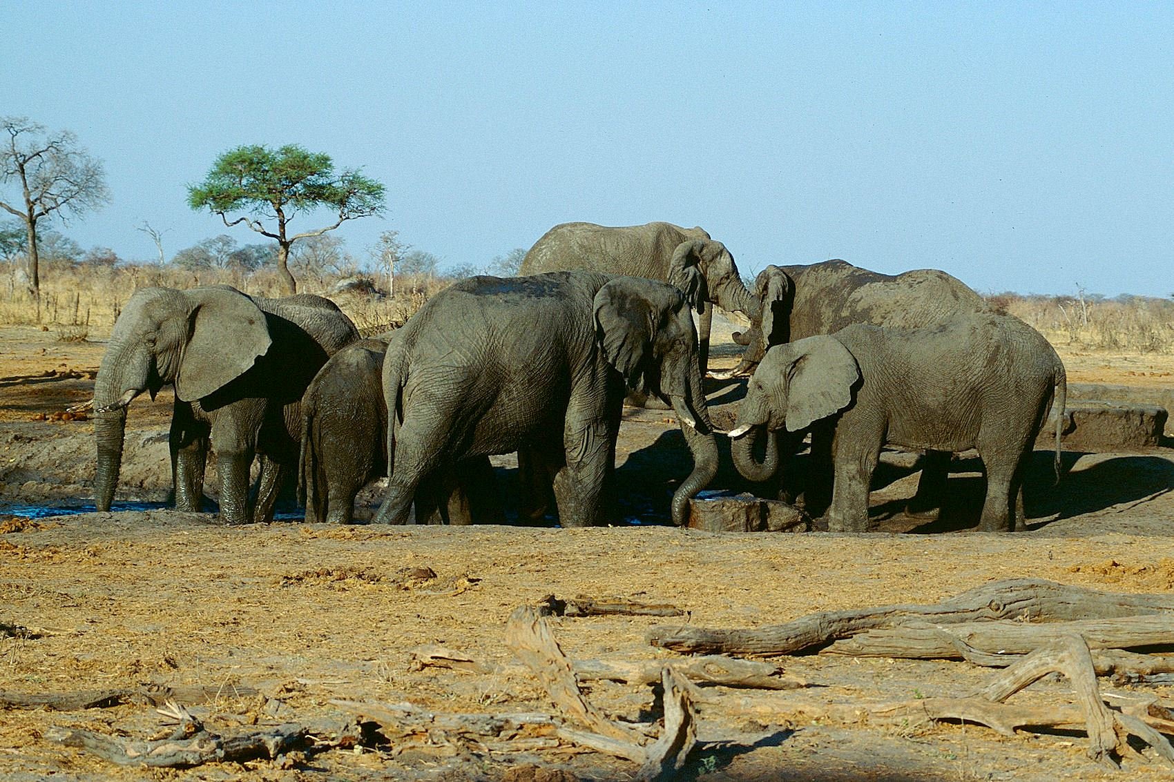Hwange National Park