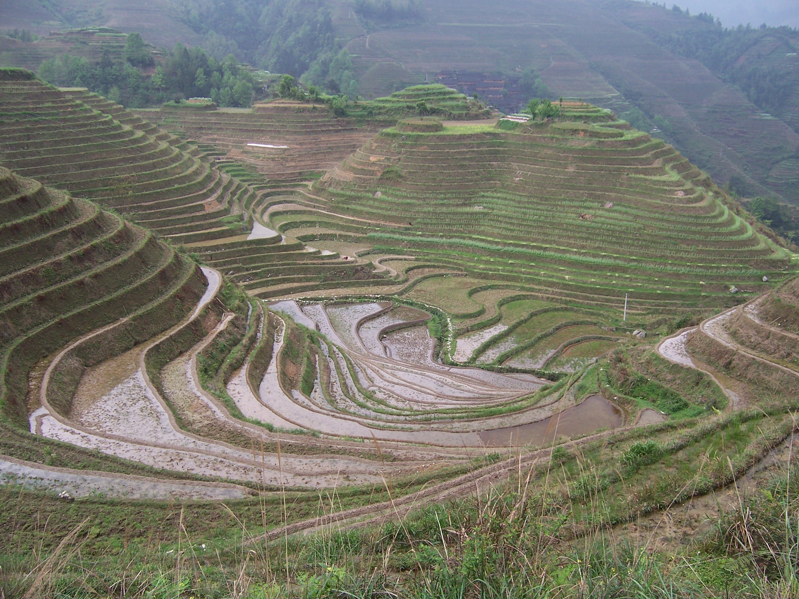 Longji Rice Terraces