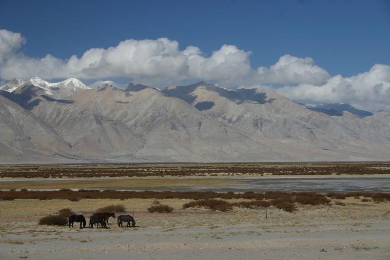 Ngari