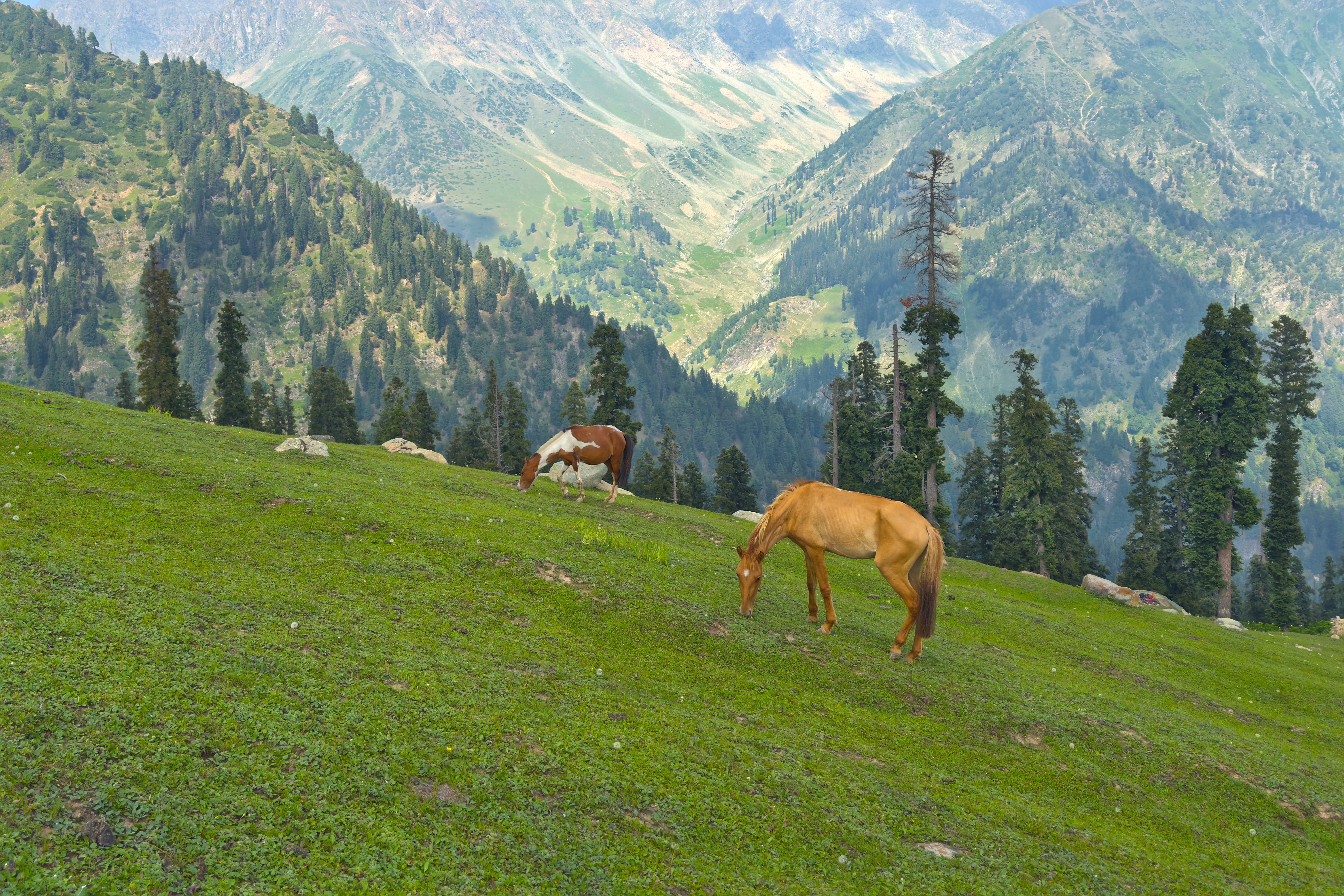 Kashmir