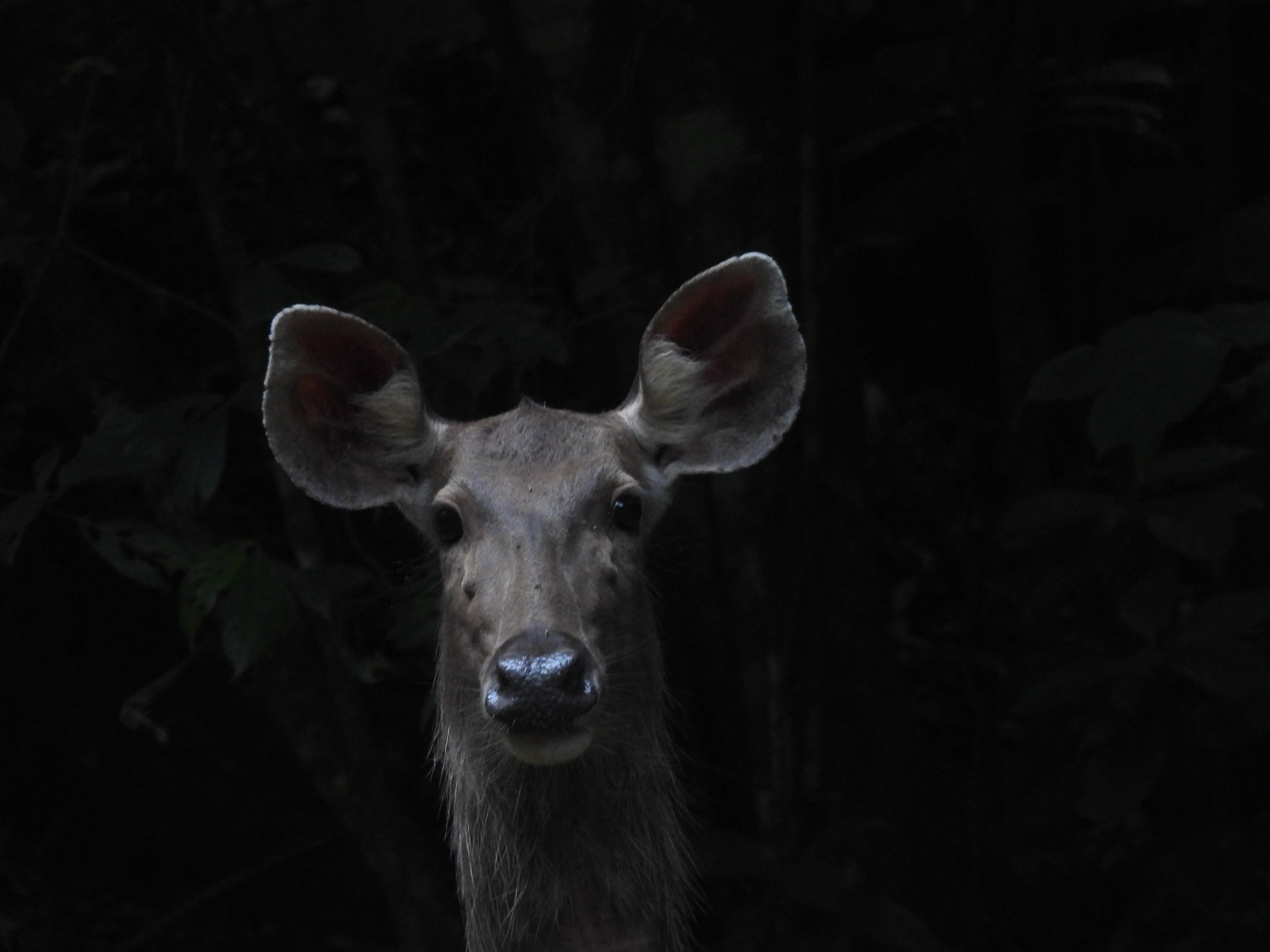 Anamalai Tiger Reserve