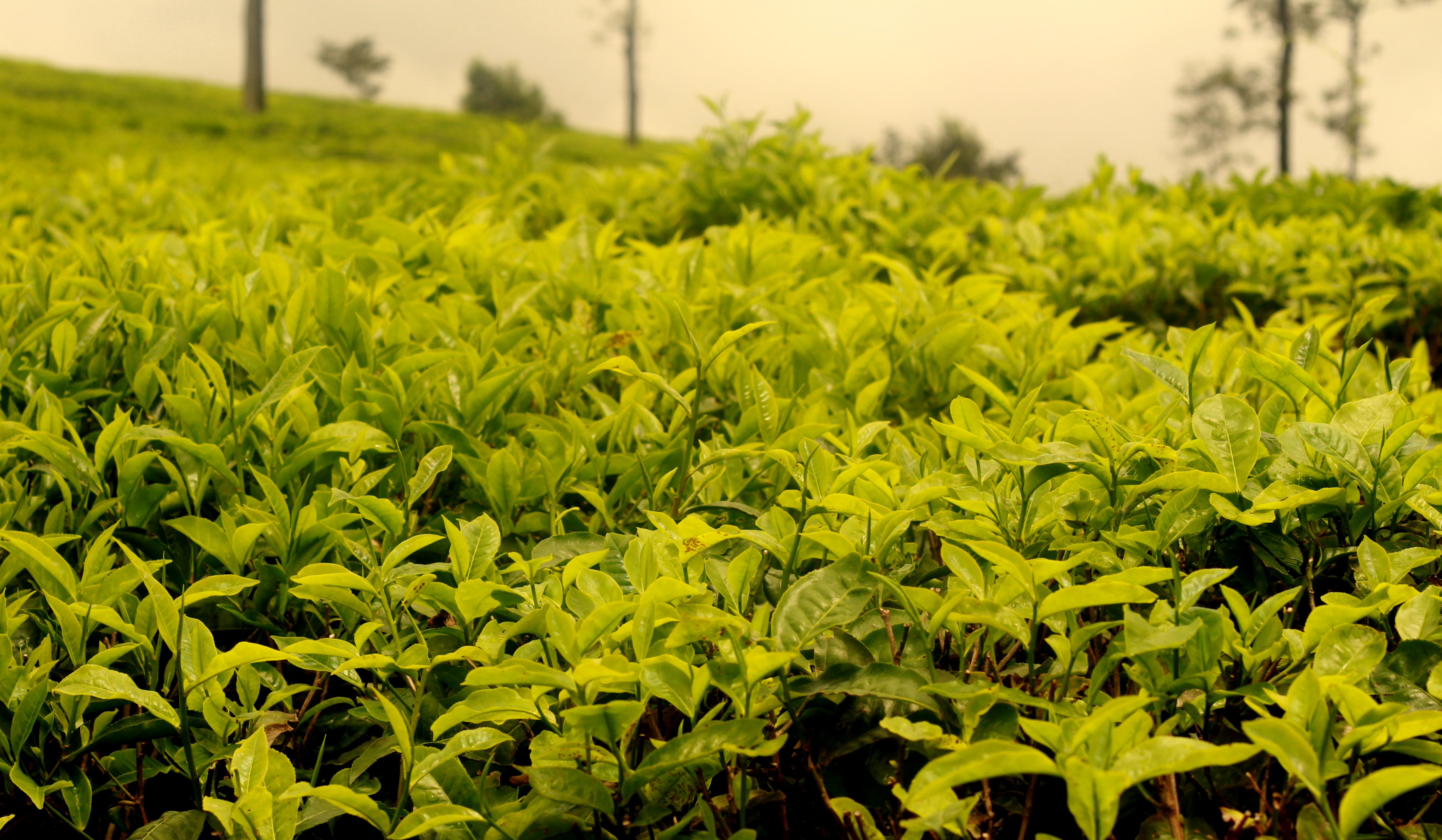 Valparai