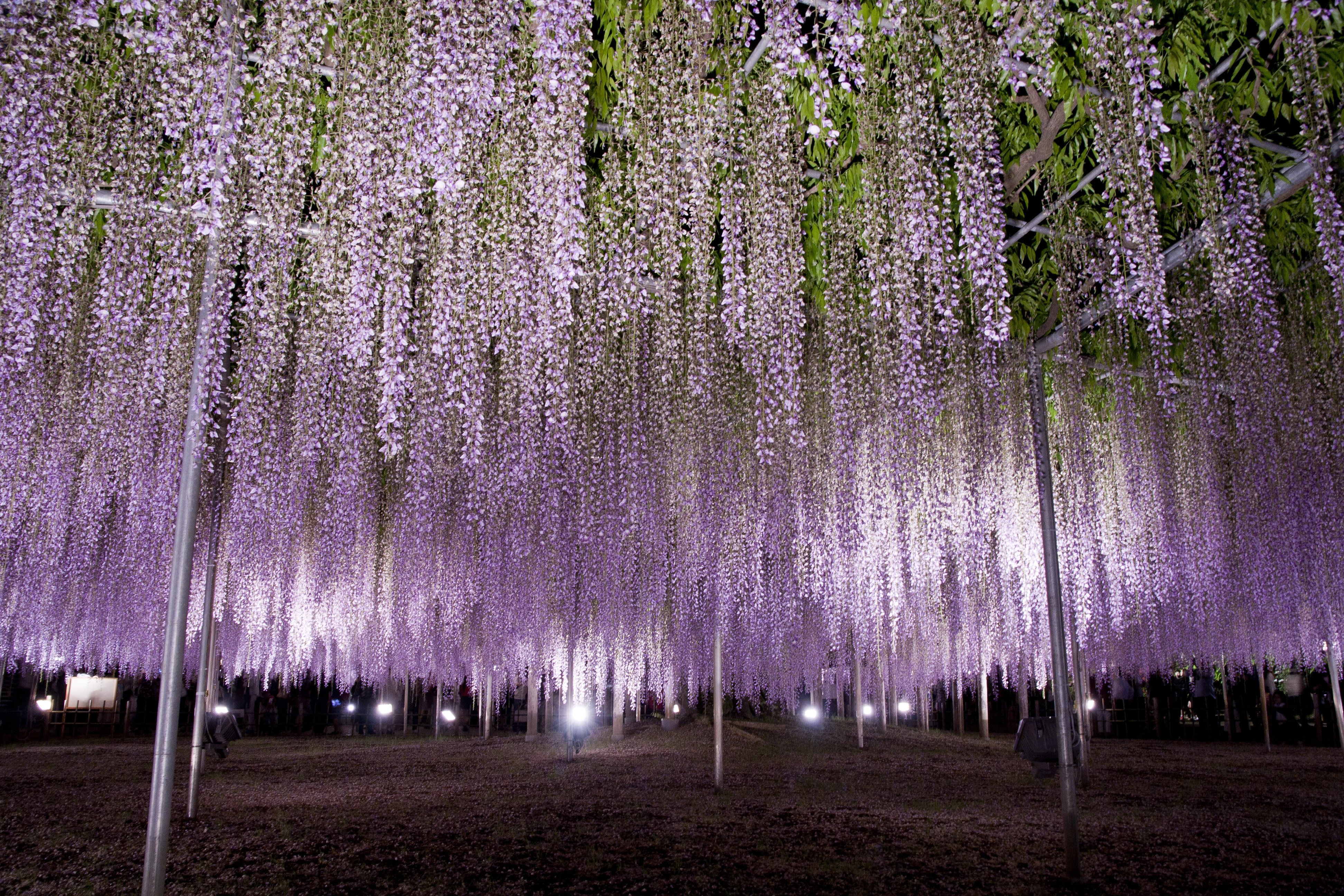 Ashikaga