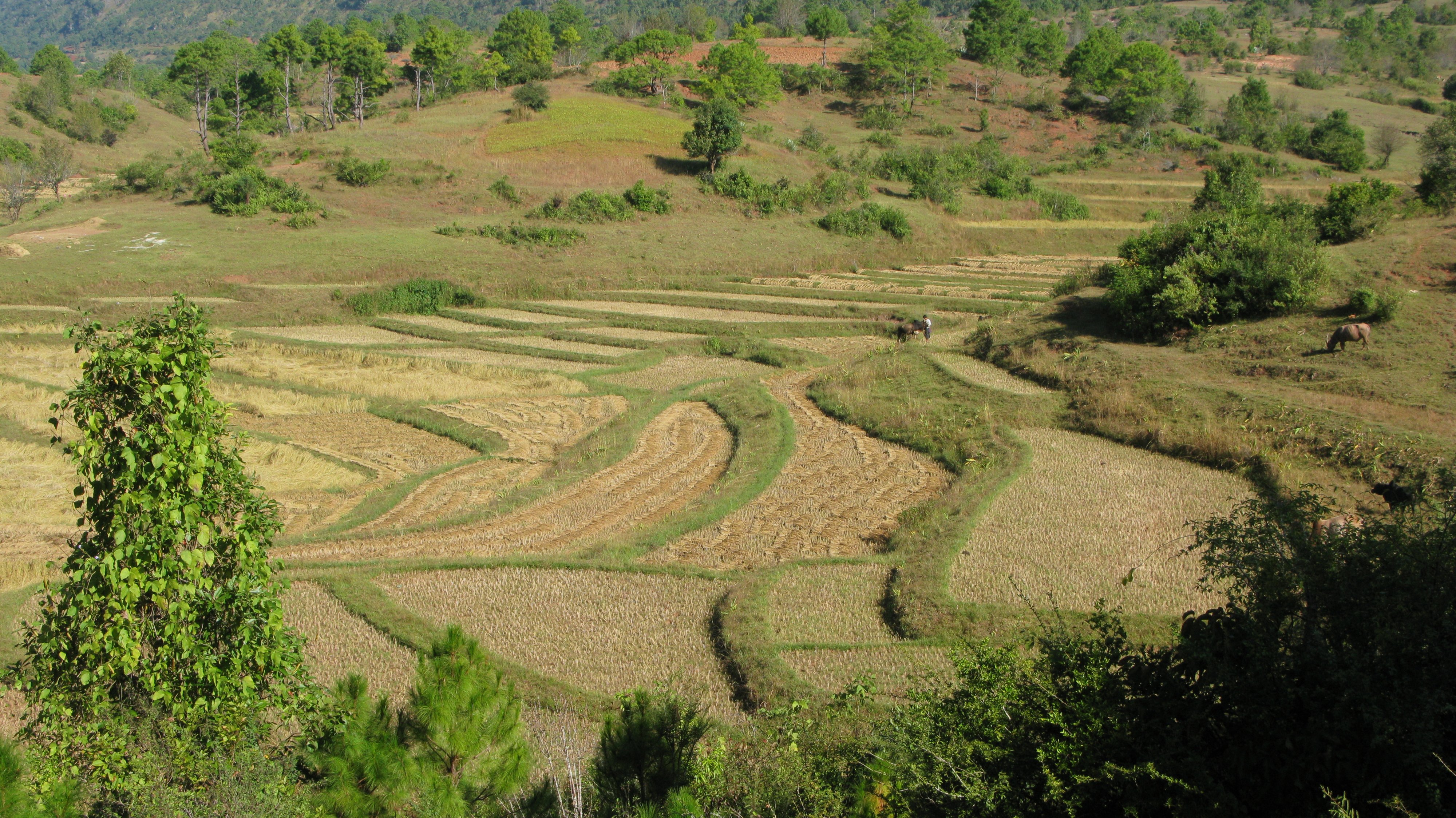 Kalaw