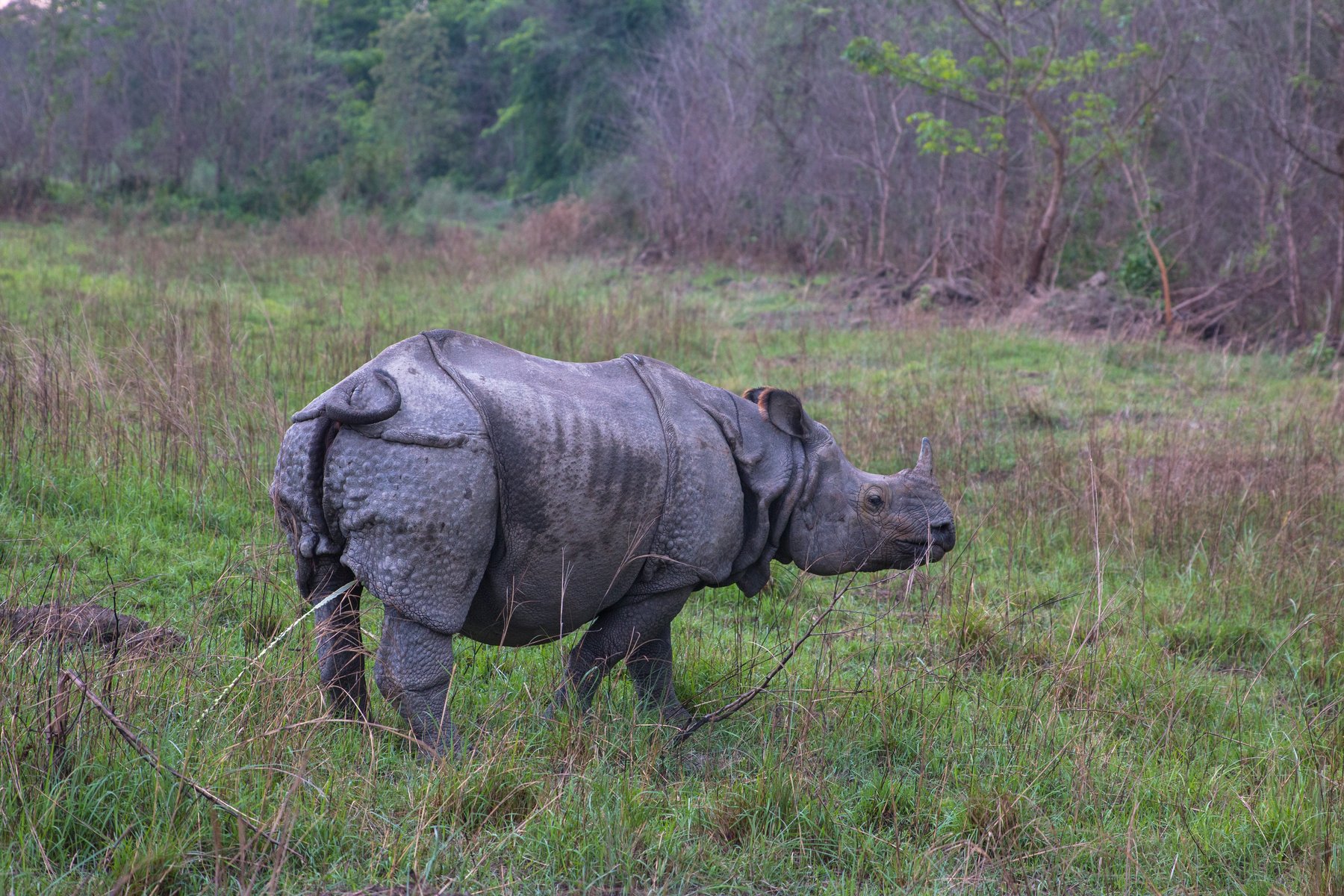 Royal Chitwan National Park