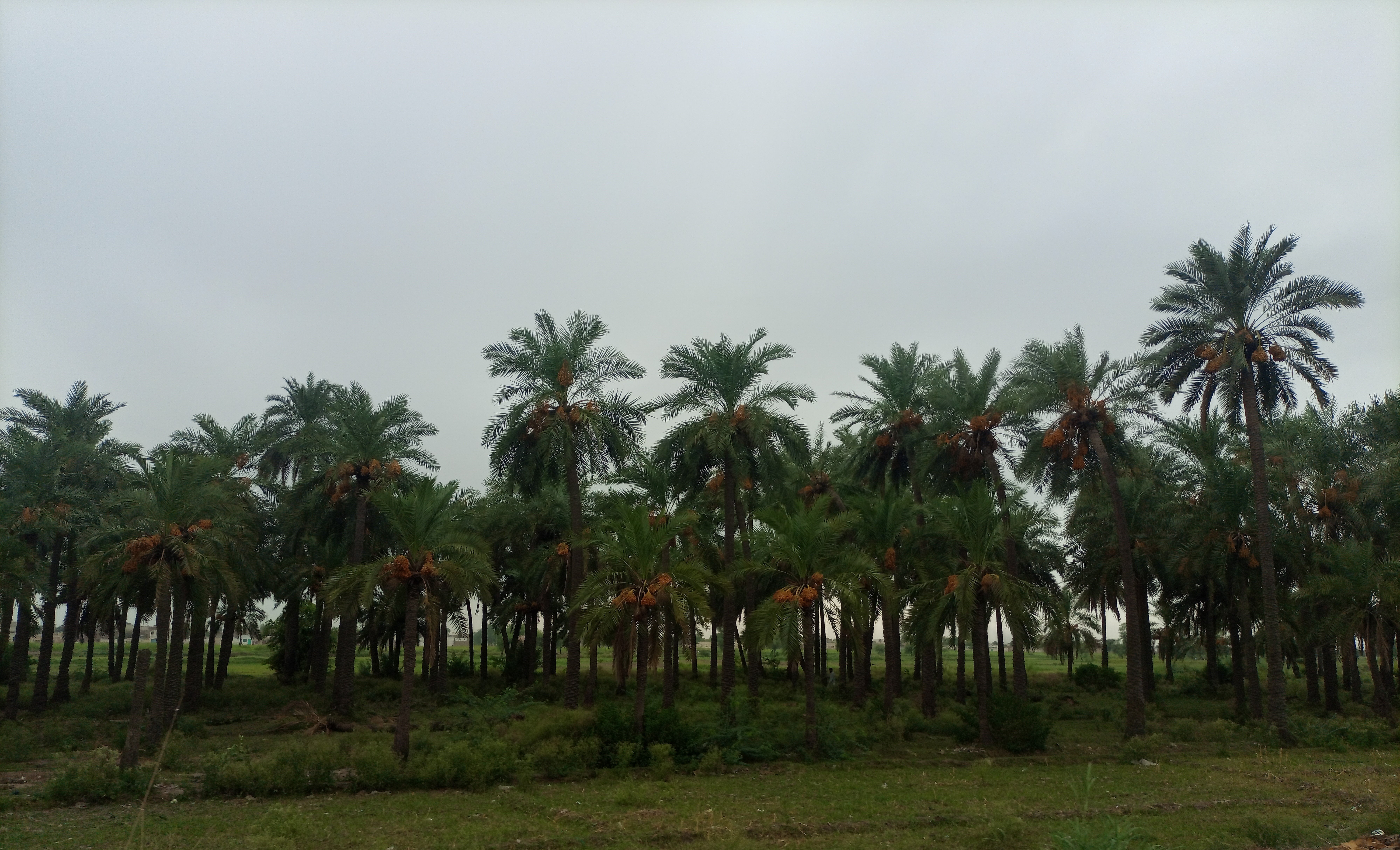 Dera Ismail Khan