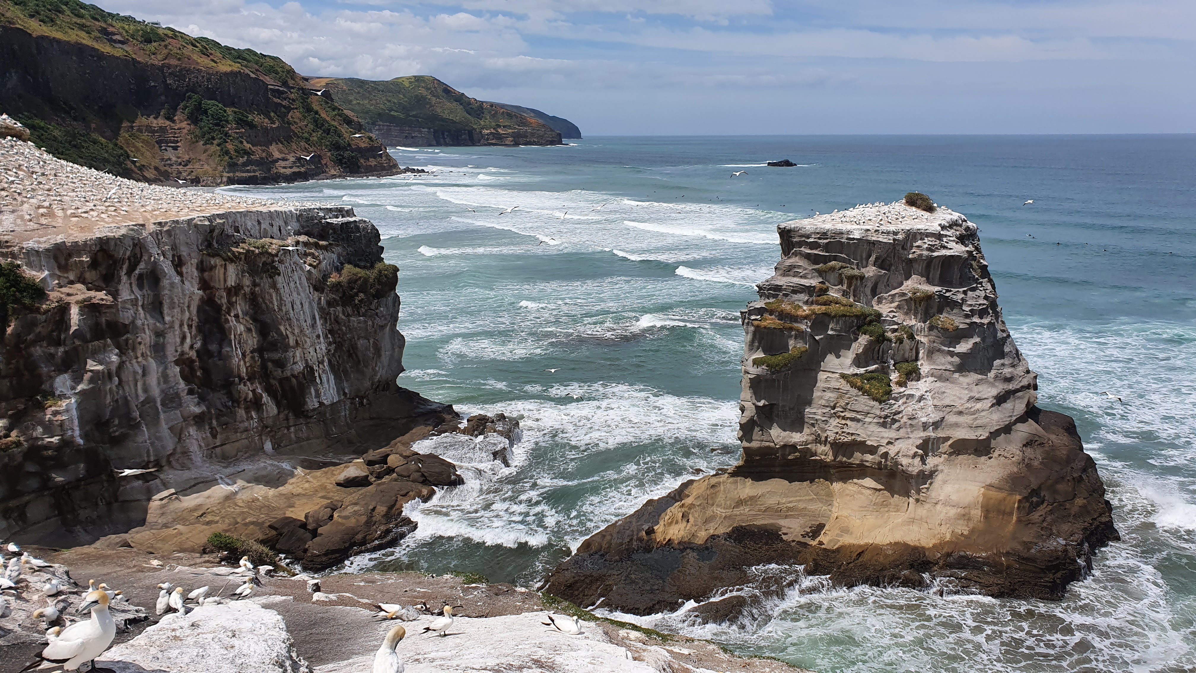 Muriwai