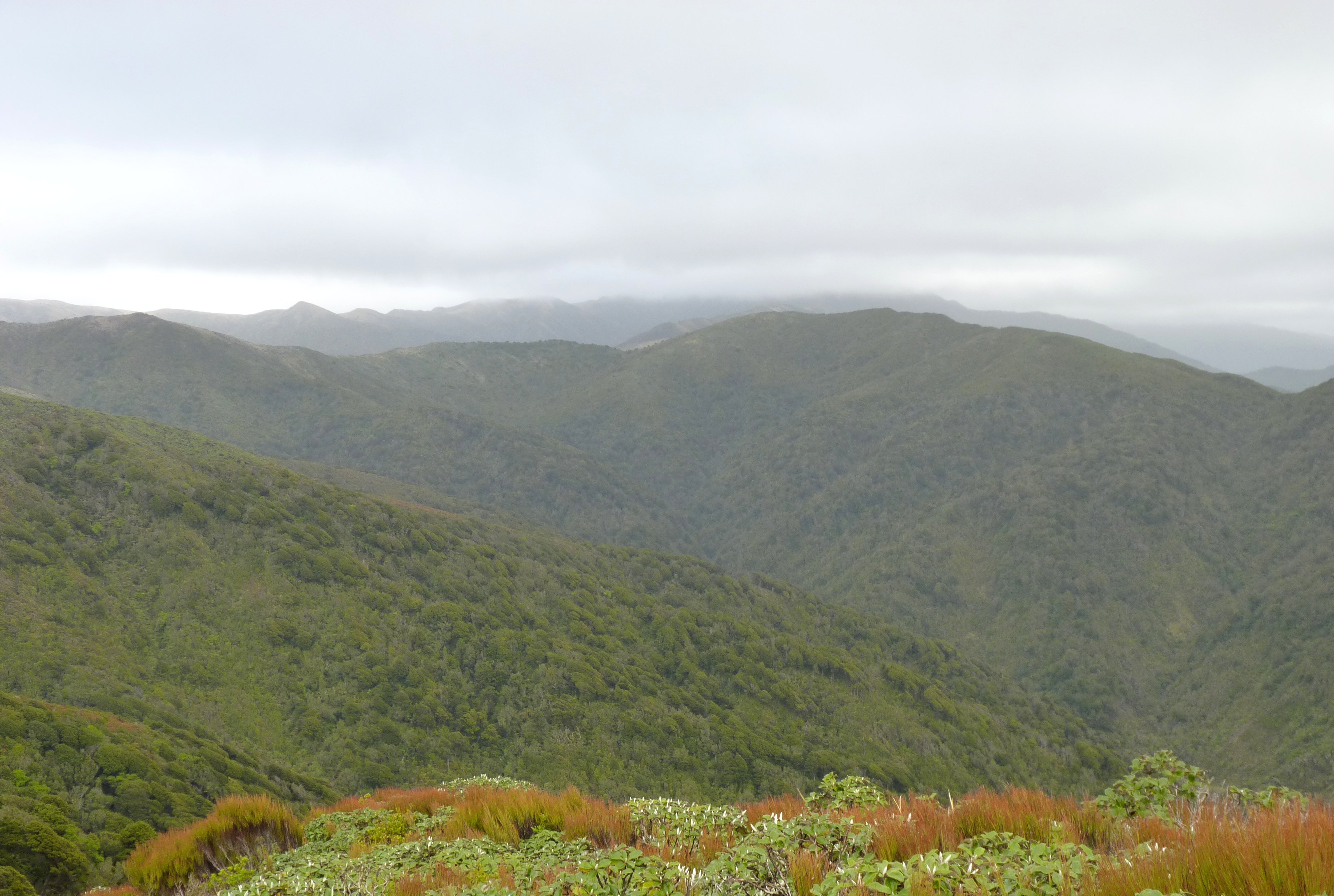 Tararua Forest Park