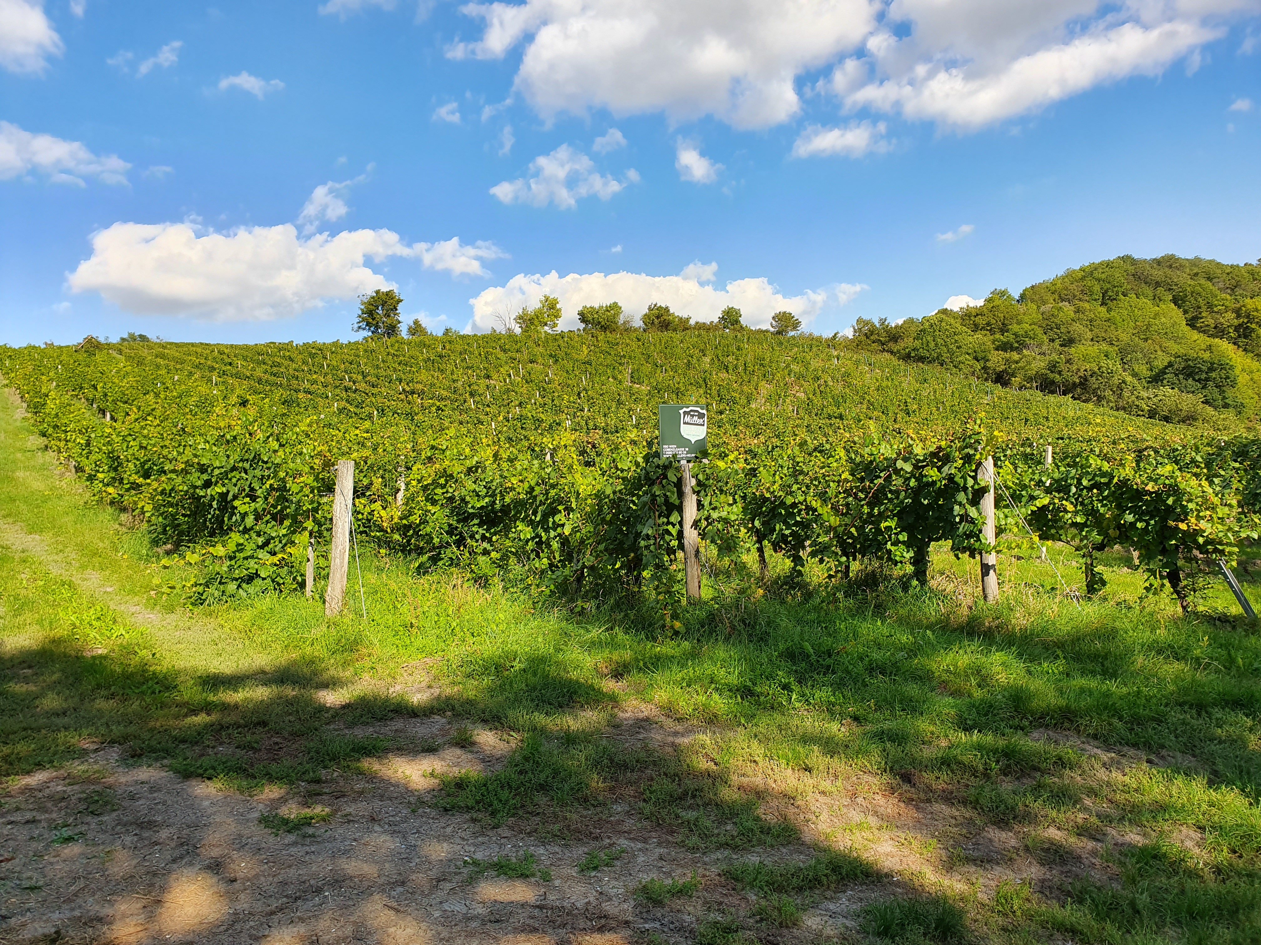 Kahlenberg