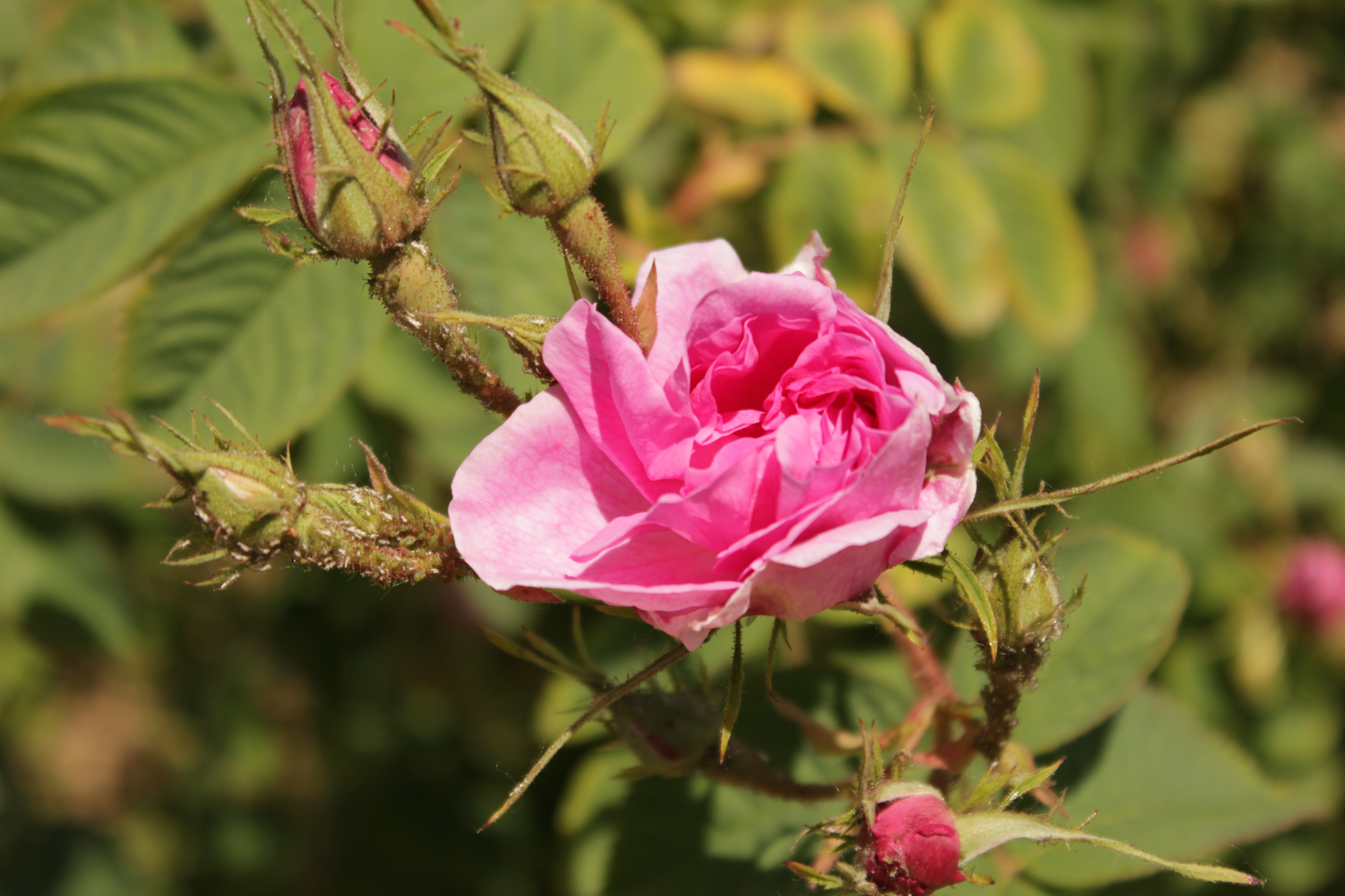 Valley of the Roses
