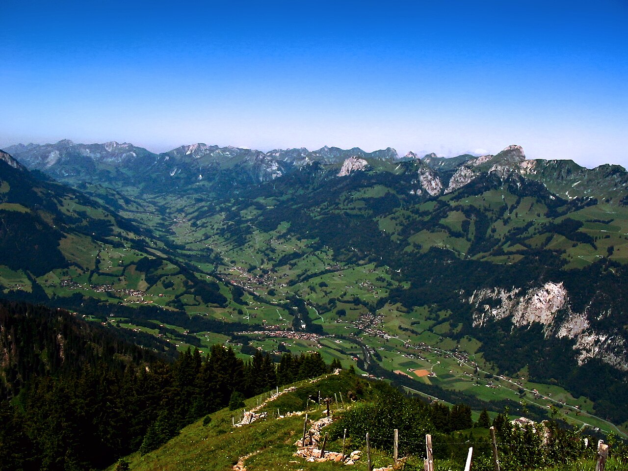 Simmental