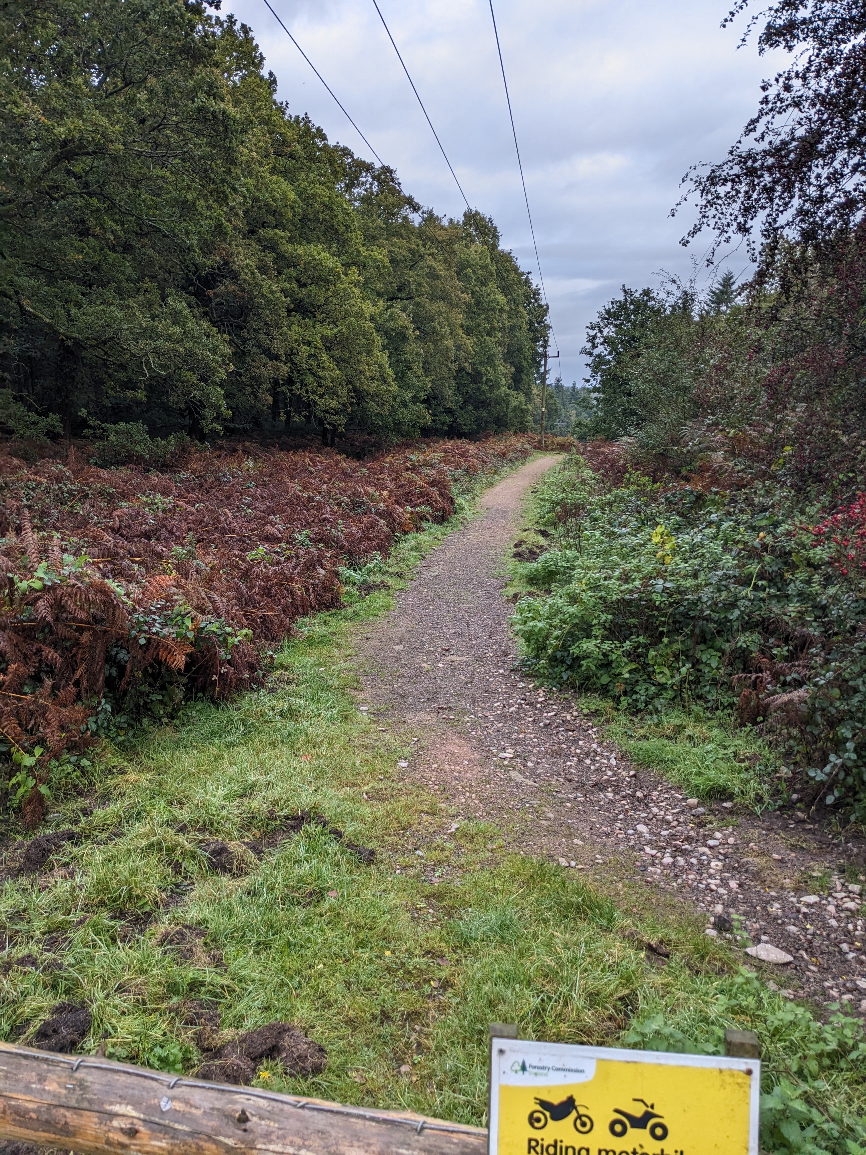 Forest of Dean