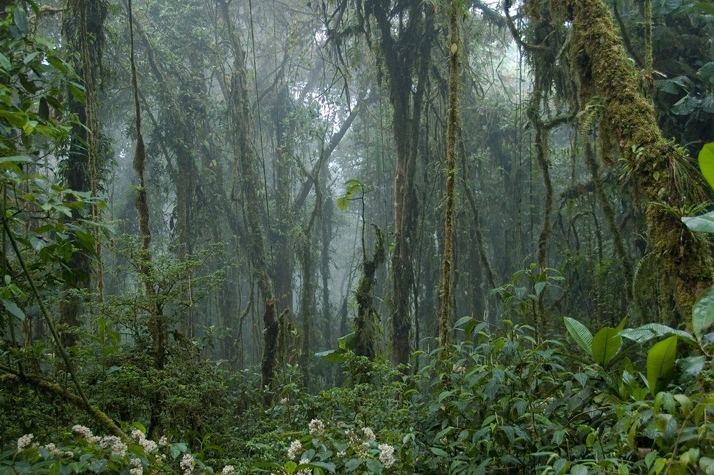 Monteverde