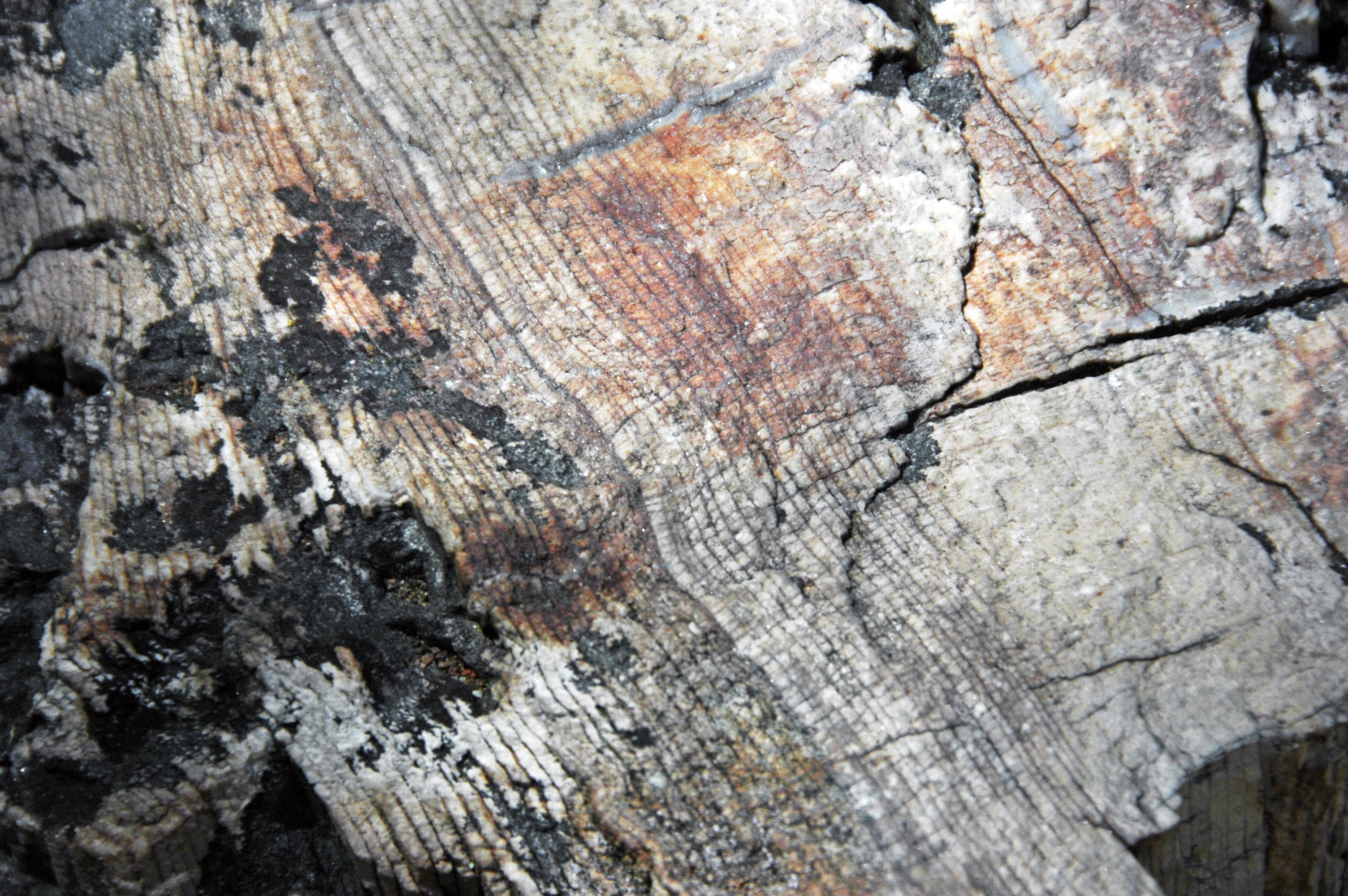 Petrified Forest