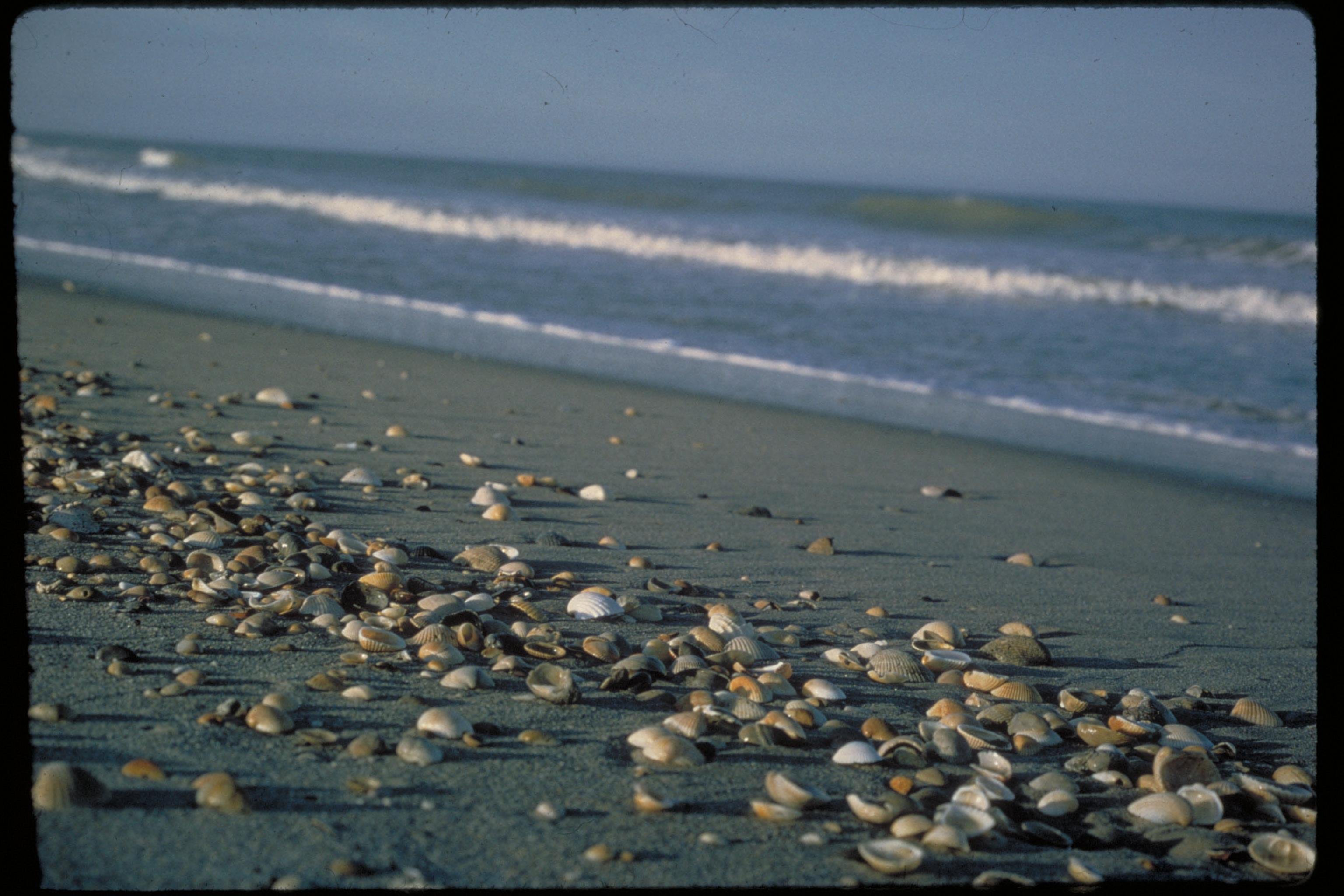 Canaveral National Seashore