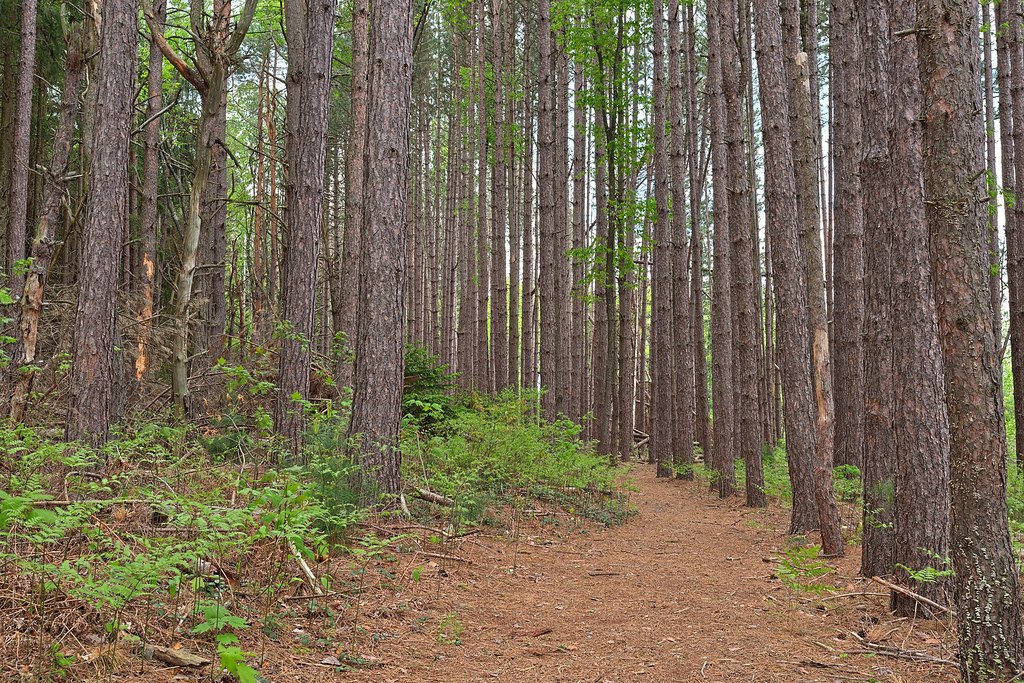 Forest