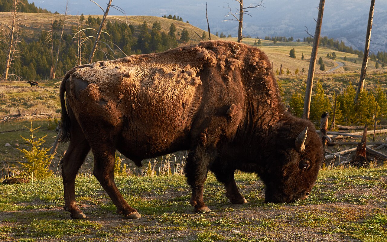 Wyoming