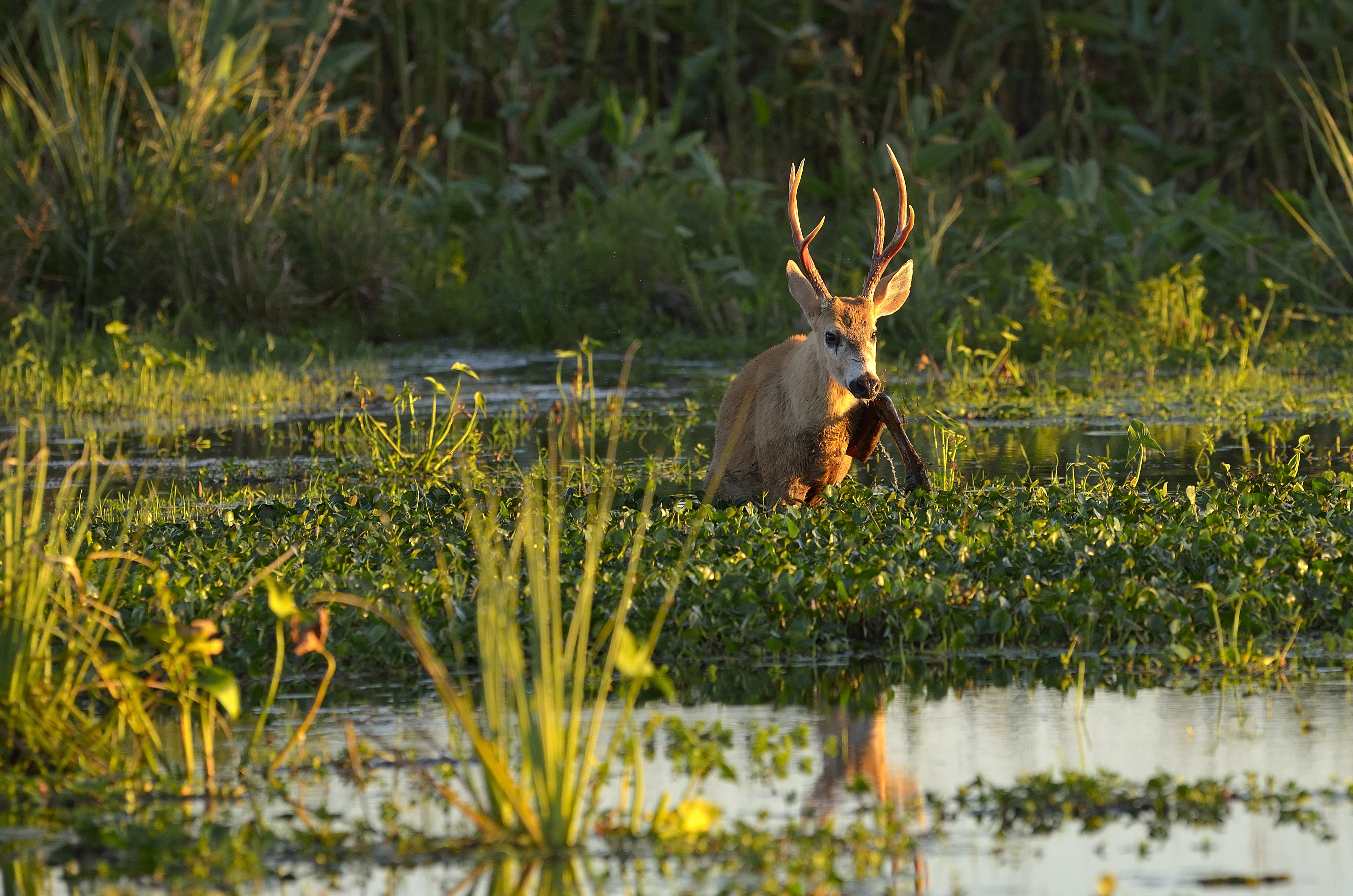 Iberá Wetlands