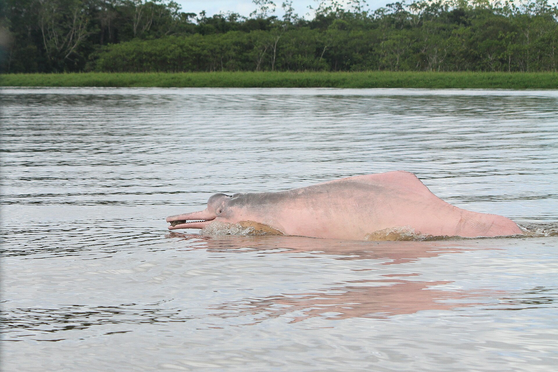 Mamirauá