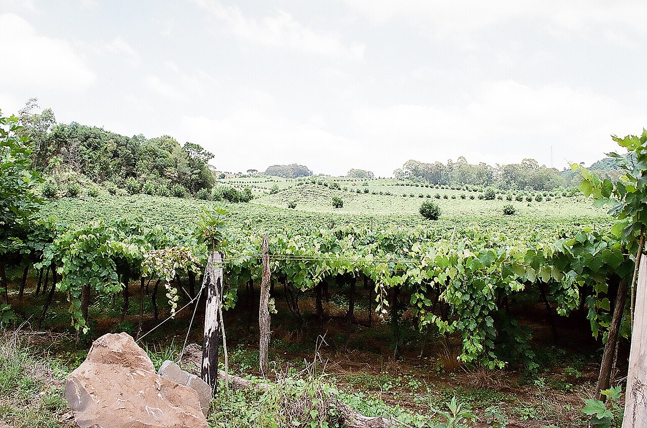 Vale dos Vinhedos