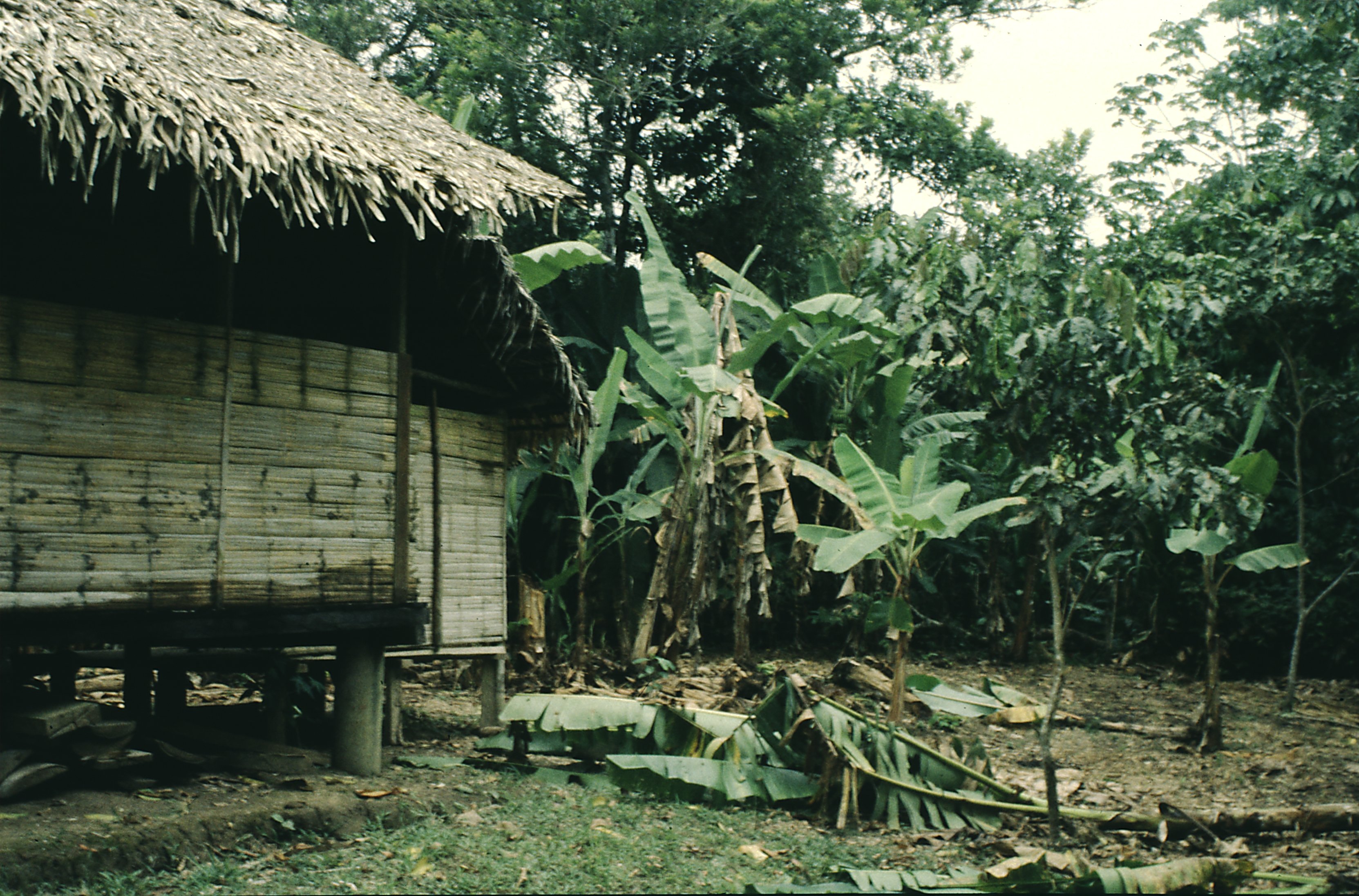 Coca (Puerto Francisco de Orellana)